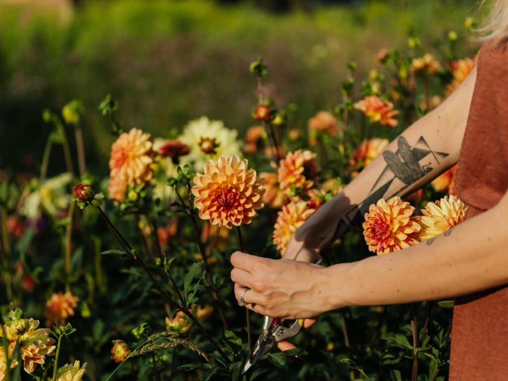 A woman carefully cutting dahlias in a vibrant summer garden.