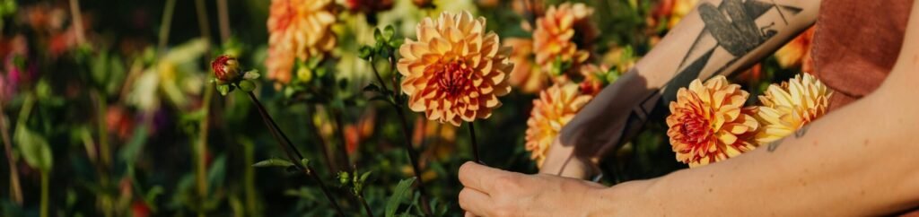 A woman carefully cutting dahlias in a vibrant summer garden.